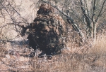 ghillie suit